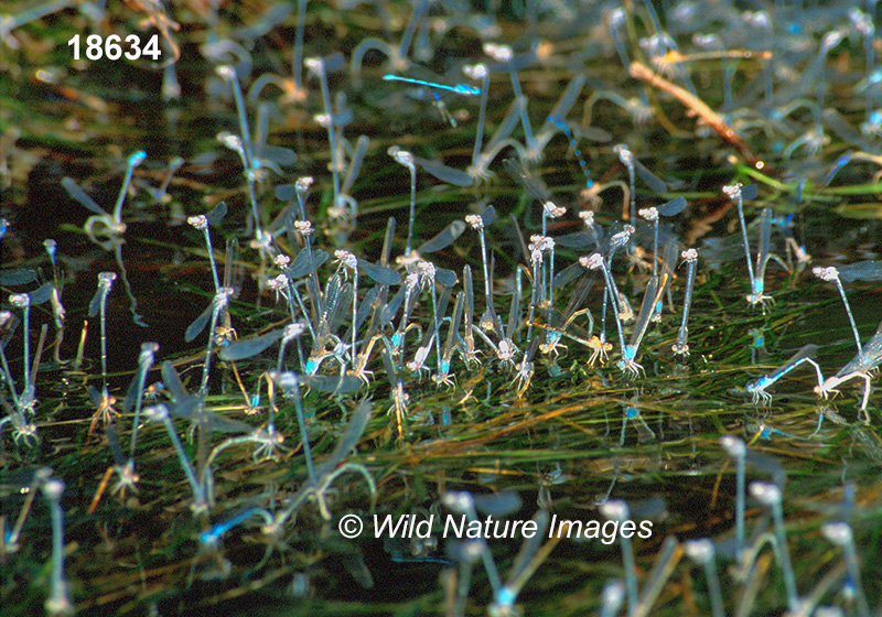 Powdered Dancer (Argia moesta)